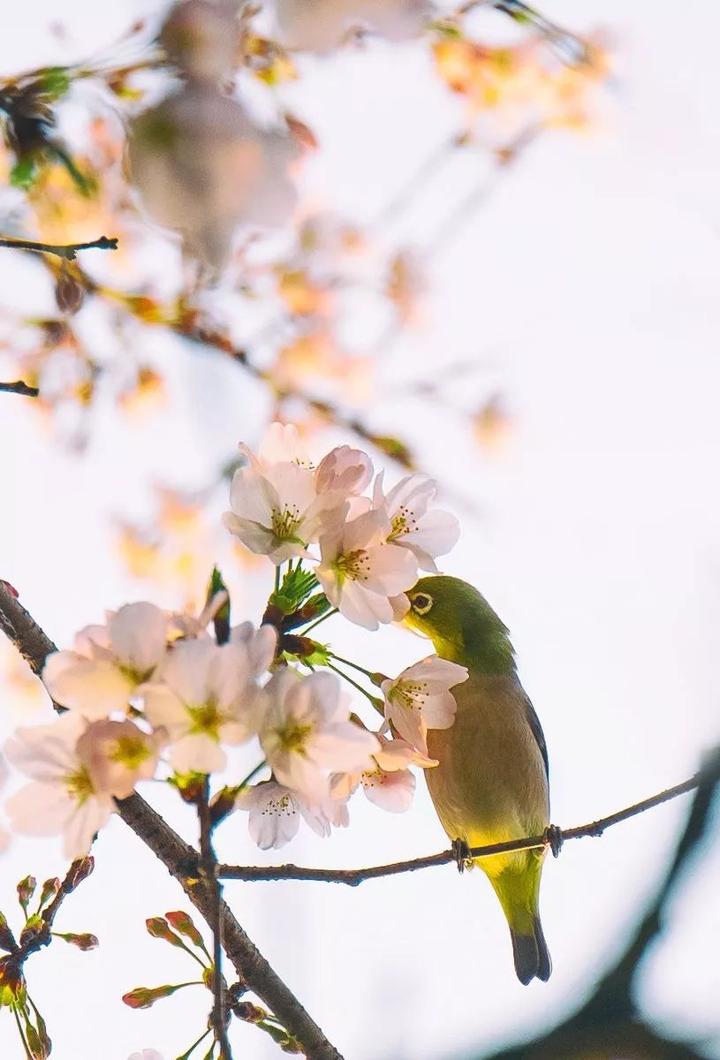 旅游好时节用什么诗句表达_旅游好时节_时节 旅游