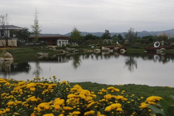 花海乡村生态园_乡村旅游花海新闻_花海新闻报道