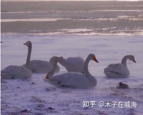 荣成冬天自由旅游_荣成冬季旅游_荣成冬天去哪玩