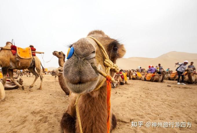 青海自由行旅游团_青海旅行_青海吉成旅游自由行