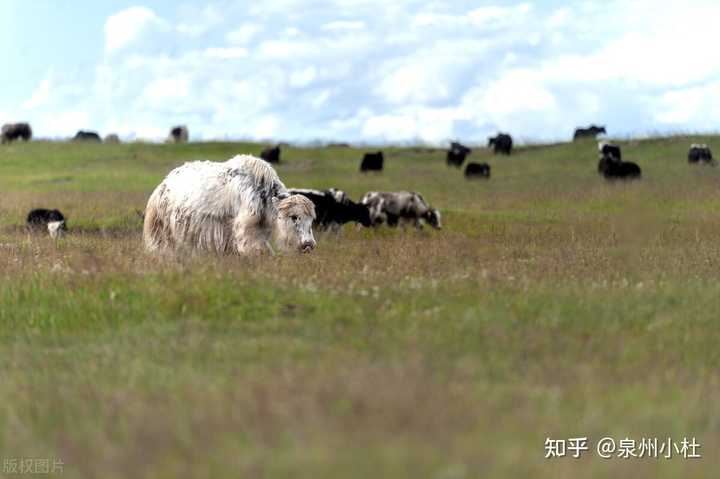 九月青海湖旅游 装备_9月青海湖旅游_七月去青海湖装备