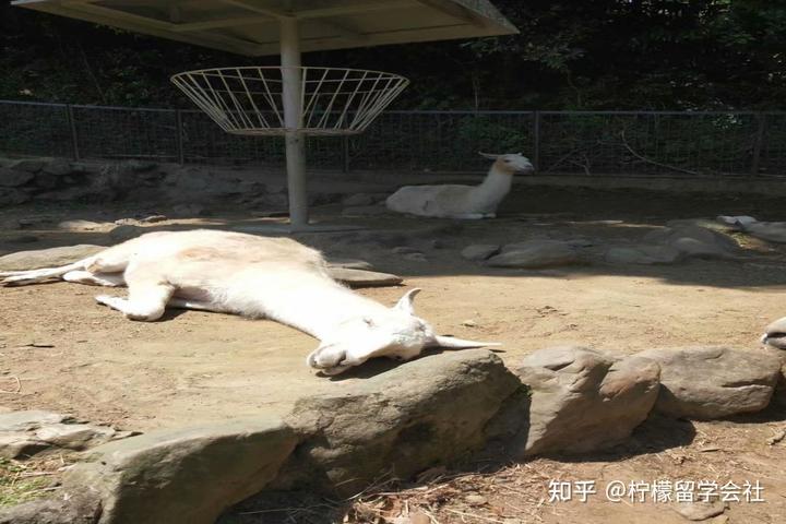 去日本旅游家庭条件不错_日本旅游条件5万元_日本旅行条件