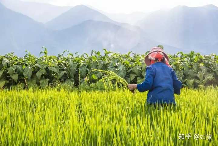 元阳梯田春节开门么_元阳梯田季节_元阳梯田的旅游时节是什么