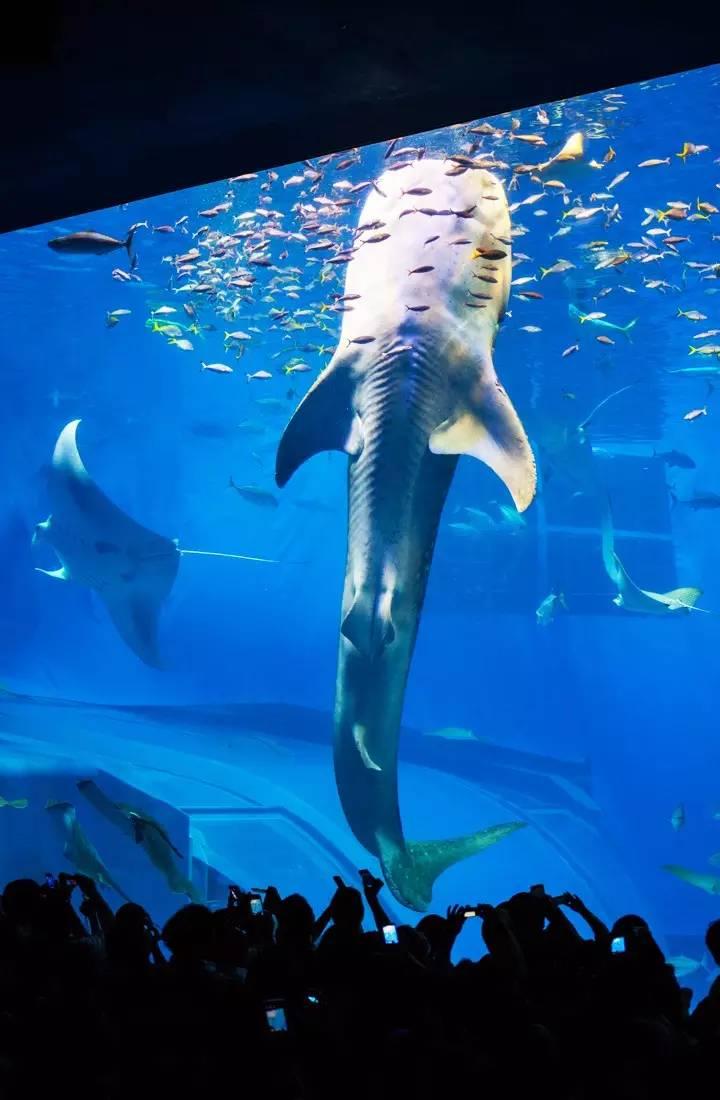 有鲸鲨馆的旅游行程_有鲸鲨馆的旅游行程_有鲸鲨馆的旅游行程