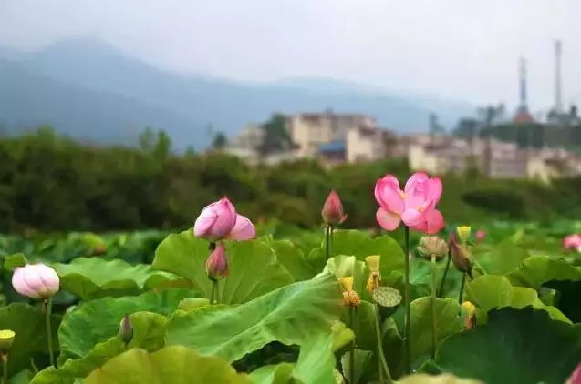 莲花村度假村_莲花旅游攻略_莲花村旅游特色