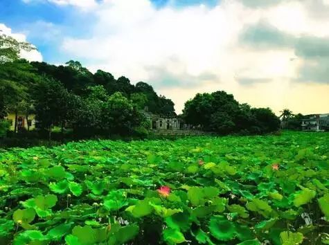 莲花村度假村_莲花村旅游特色_莲花旅游攻略