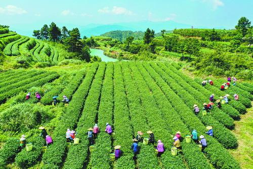 莲花村旅游特色_莲花村介绍_莲花景区游玩攻略