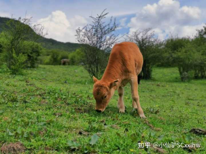 情侣成都旅游攻略_情侣成都旅游7天要多少钱_成都一天情侣旅游