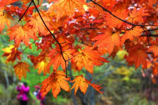 日本白川旅游季节_日本白川冬季降雪量丰富的原因_日本白川乡地理位置