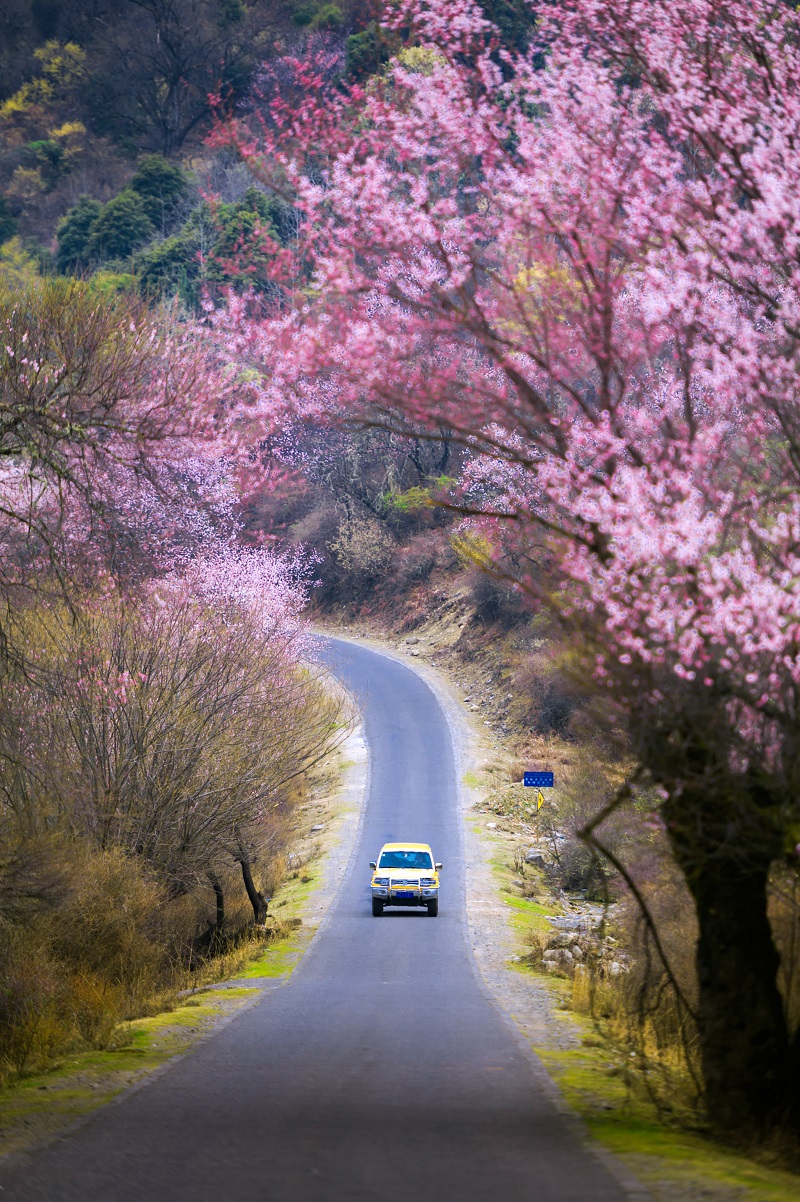 林芝自驾赏桃花攻略2