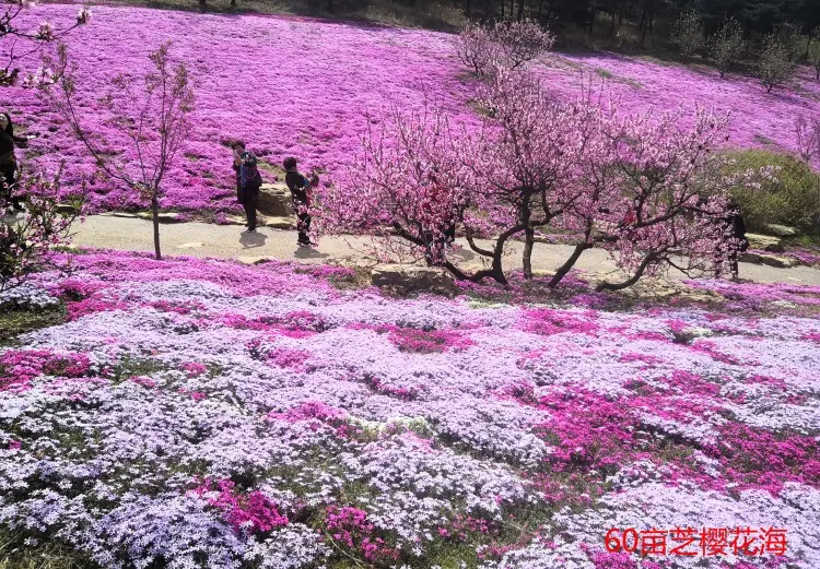 大连旅游攻略游玩住宿推荐_大连旅游住宿哪里好_大连旅游自由行住宿攻略