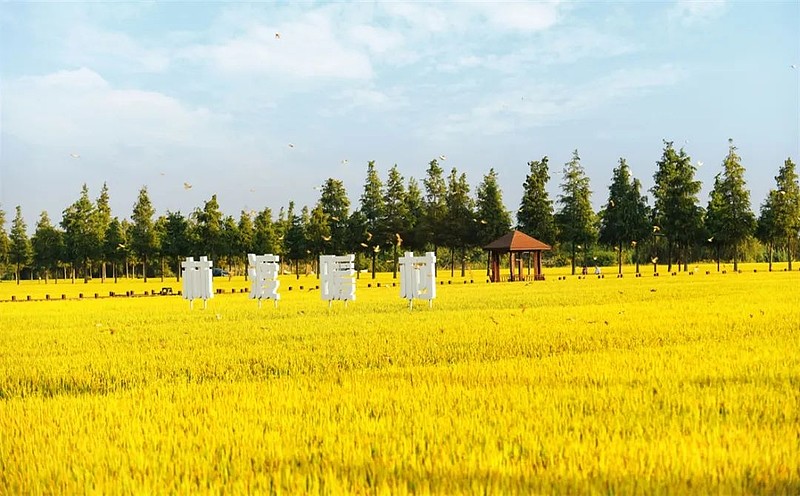种植旅游基地_旅游种植业_特色种植丰富旅游体验