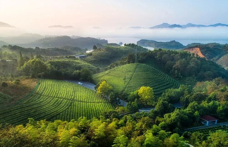旅游种植业_种植旅游基地_特色种植丰富旅游体验