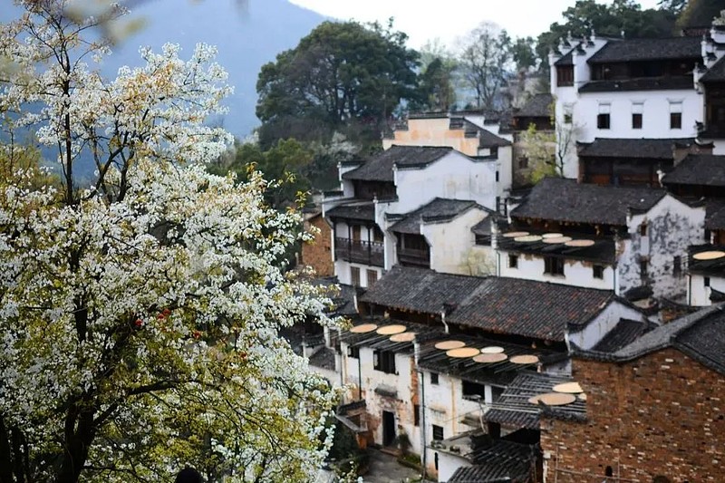 种植旅游基地_旅游种植业_特色种植丰富旅游体验
