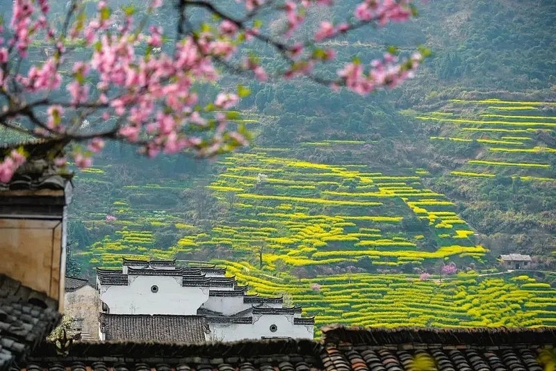 旅游种植业_种植旅游基地_特色种植丰富旅游体验
