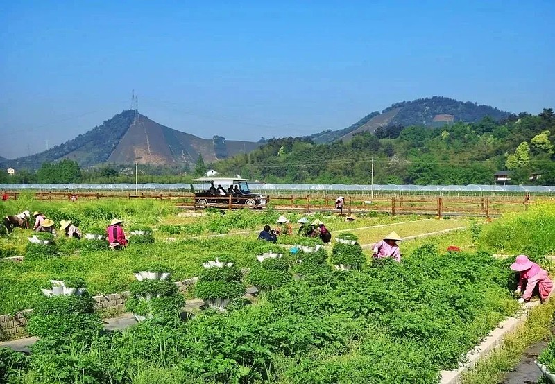 特色种植丰富旅游体验_旅游种植业_种植旅游基地