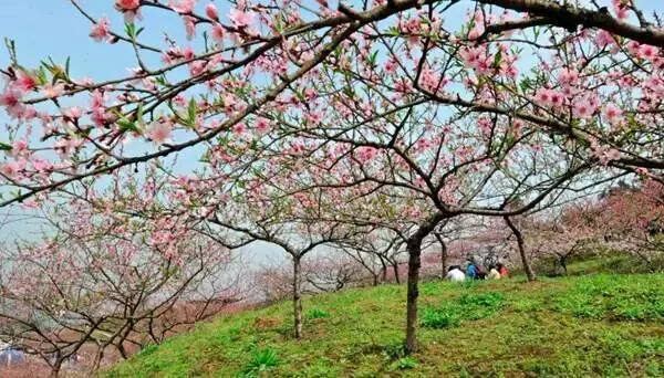 香草园旅游季节攻略_香草世界森林公园门票_香草世界旅游度假区