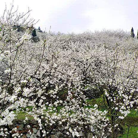 香草园旅游季节攻略_香草世界森林公园门票_香草世界旅游度假区