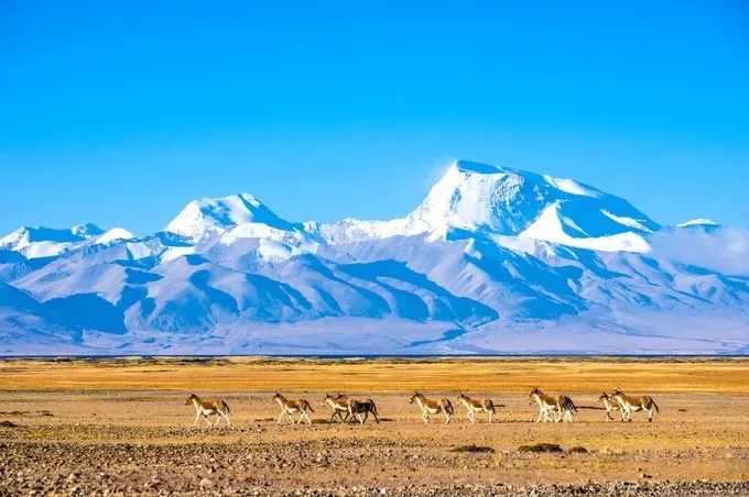 拉萨旅游特色及亮点_拉萨亮点特色旅游景点_拉萨的特色旅游项目