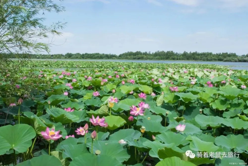 湖北省洪湖市有哪些景点_洪湖市旅游景点_洪湖风景旅游区