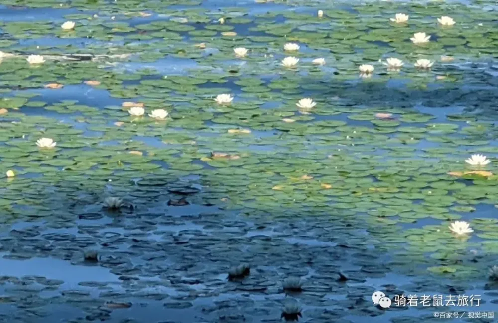 洪湖风景旅游区_洪湖市旅游景点_湖北省洪湖市有哪些景点