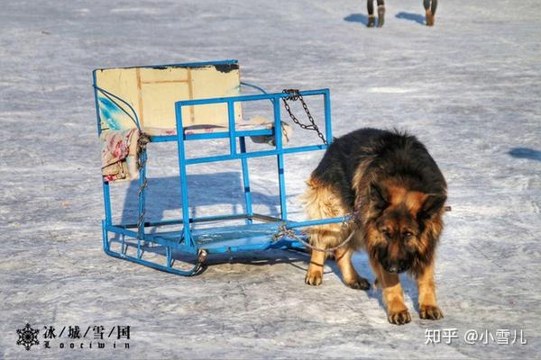 哈尔滨滑雪旅游线路_哈尔滨滑雪旅游攻略_哈尔滨滑雪景区