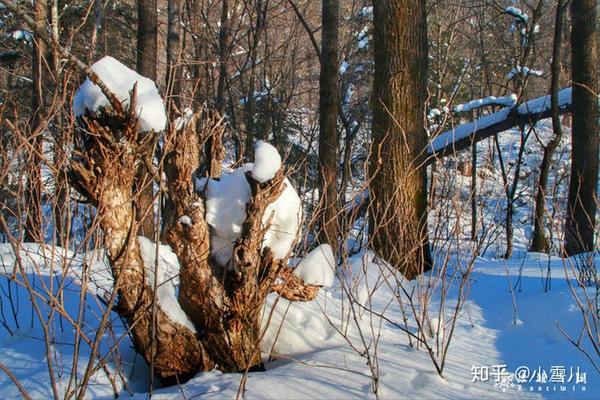 哈尔滨滑雪景区_哈尔滨滑雪旅游攻略_哈尔滨滑雪旅游线路