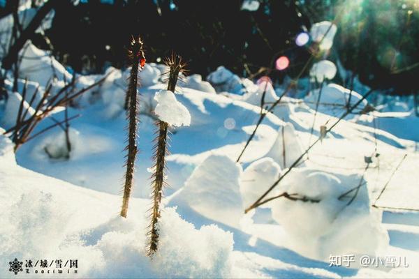 哈尔滨滑雪旅游攻略_哈尔滨滑雪景区_哈尔滨滑雪旅游线路