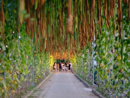 白马风景区_白马村旅游景点有哪些_白马特色旅游村