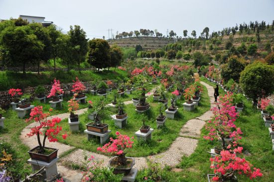 白马风景区_白马村旅游景点有哪些_白马特色旅游村