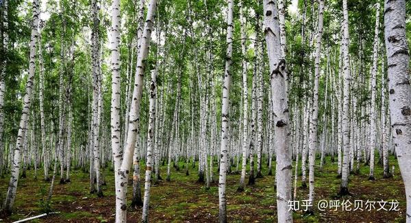 呼伦贝尔旅游点有几个_呼伦贝尔旅游景点有哪些_呼伦贝尔旅游的地方