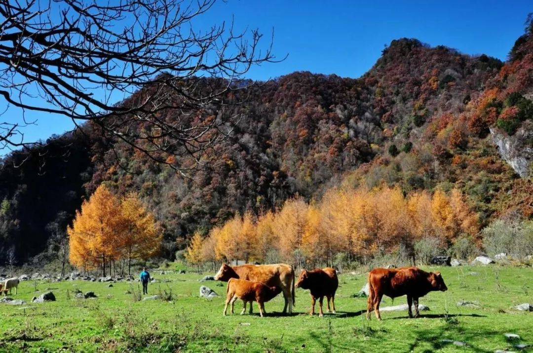 留坝家庭旅游的地方_夏季留坝自驾游怎么走最美_留坝避暑的地方