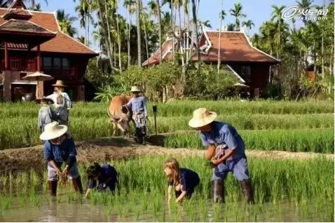 泰国清迈一年四季气温_泰国清迈旅游攻略适宜季节_泰国清迈旅游最佳季节