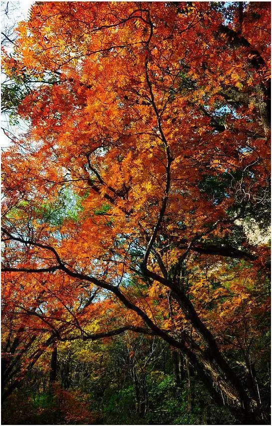 自驾井底村收费吗_井底村自驾游_井底村旅游景点门票