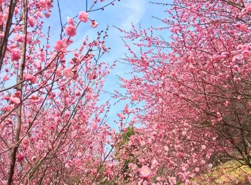 张家口市旅游安家沟景点介绍_西北旅游攻略及景点介绍_赏花时节旅游景点介绍