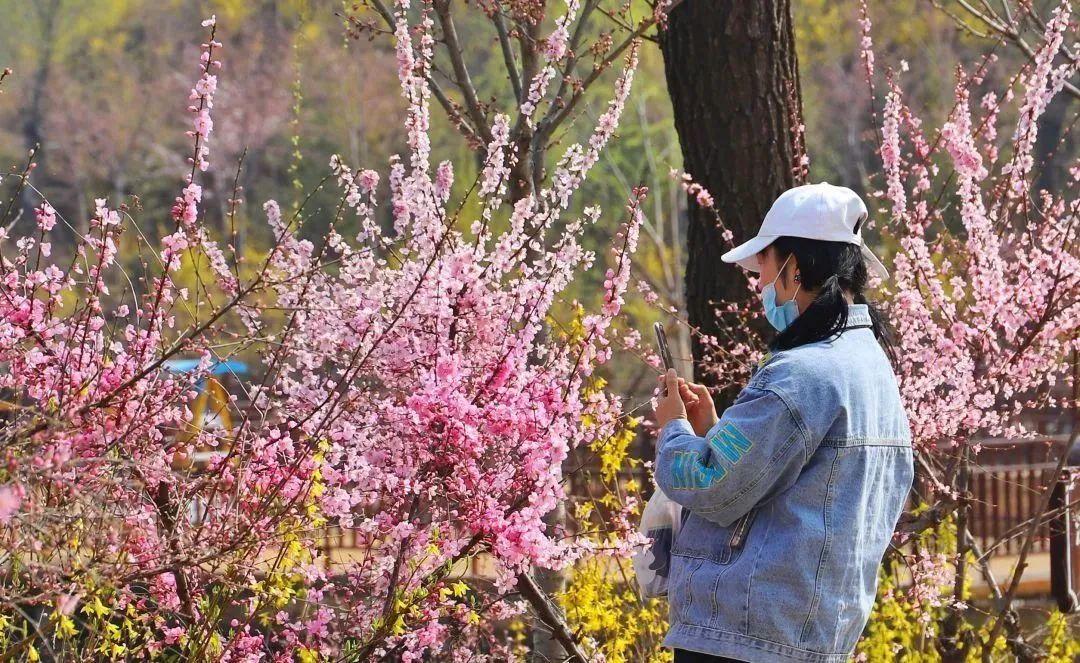 西北旅游攻略及景点介绍_赏花时节旅游景点介绍_张家口市旅游安家沟景点介绍