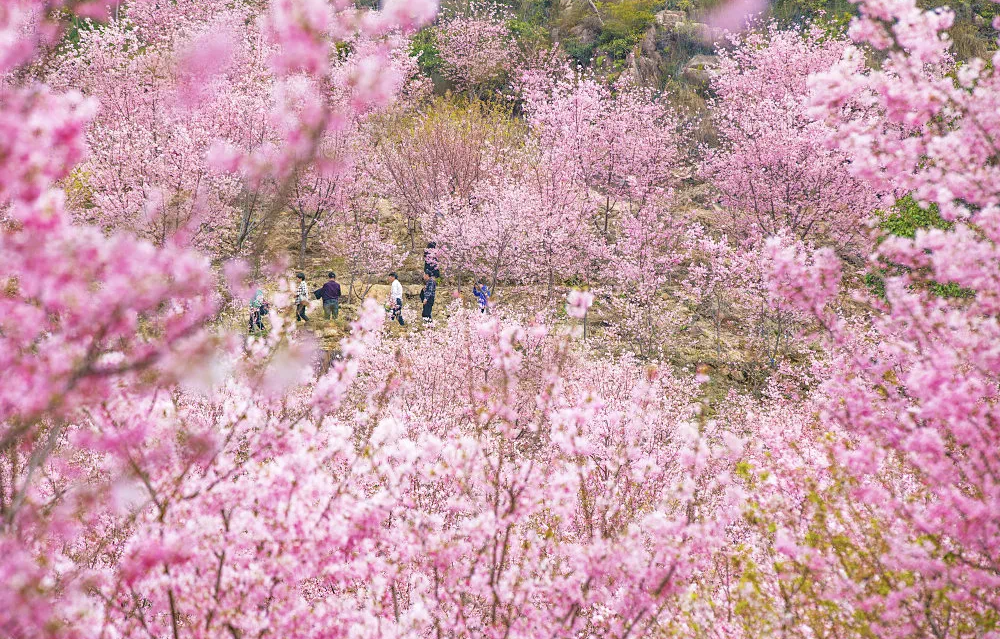 张家口市旅游安家沟景点介绍_西北旅游攻略及景点介绍_赏花时节旅游景点介绍