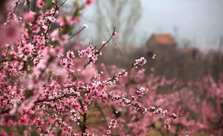 赏花时节旅游景点介绍_西北旅游攻略及景点介绍_张家口市旅游安家沟景点介绍