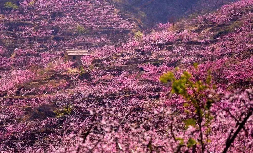 张家口市旅游安家沟景点介绍_西北旅游攻略及景点介绍_赏花时节旅游景点介绍