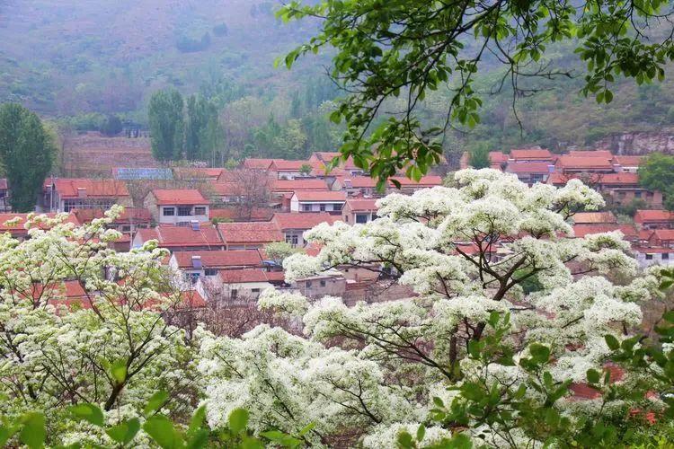 张家口市旅游安家沟景点介绍_西北旅游攻略及景点介绍_赏花时节旅游景点介绍