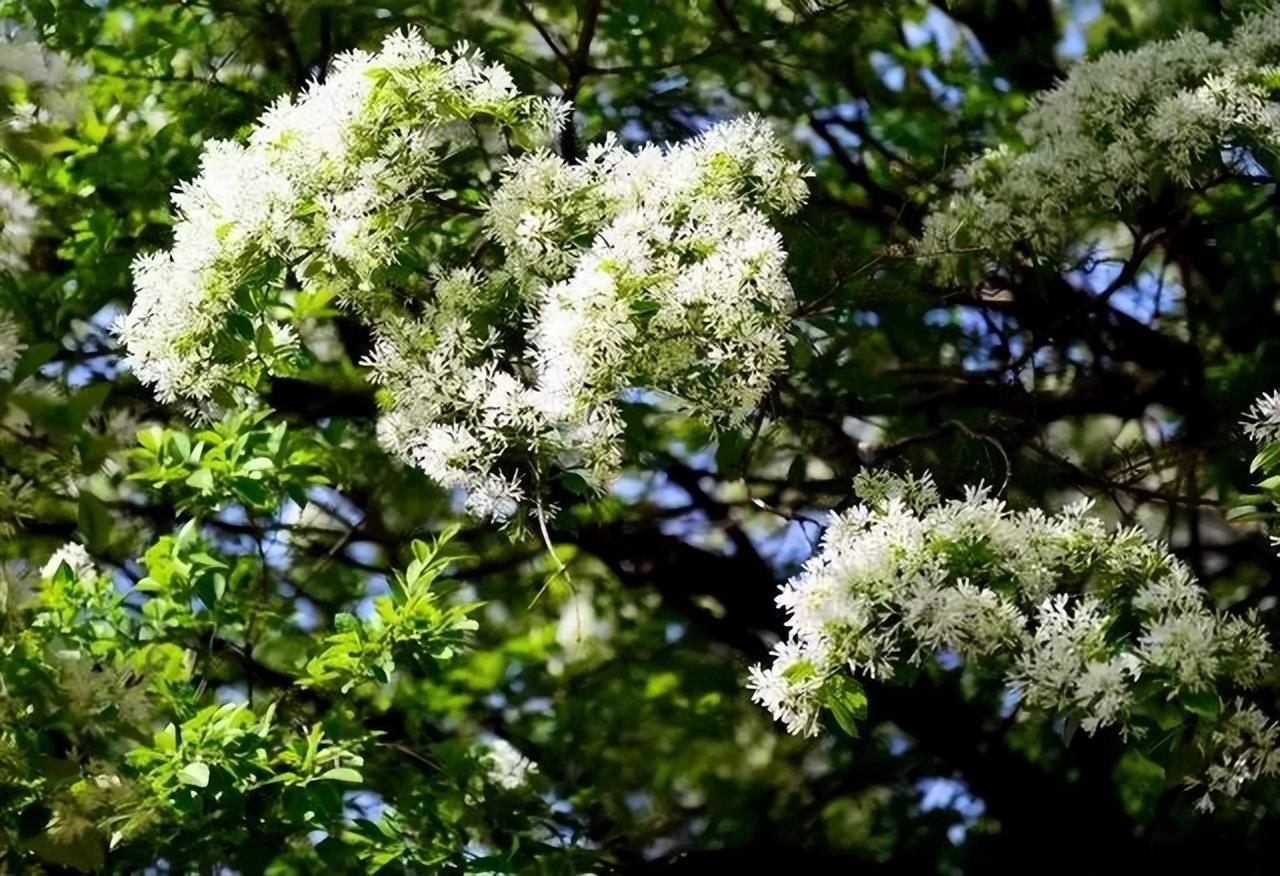 赏花时节旅游景点介绍_西北旅游攻略及景点介绍_张家口市旅游安家沟景点介绍