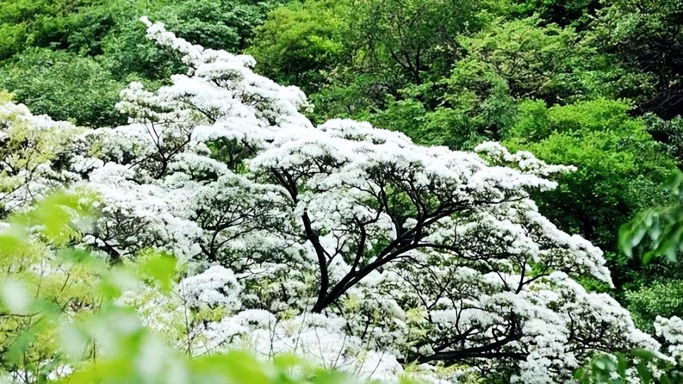 赏花时节旅游景点介绍_张家口市旅游安家沟景点介绍_西北旅游攻略及景点介绍