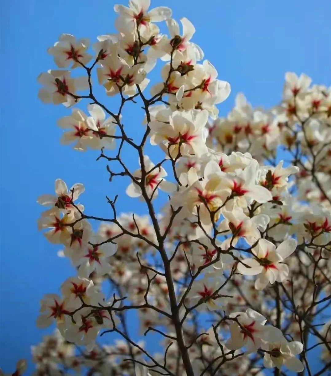 西北旅游攻略及景点介绍_赏花时节旅游景点介绍_张家口市旅游安家沟景点介绍