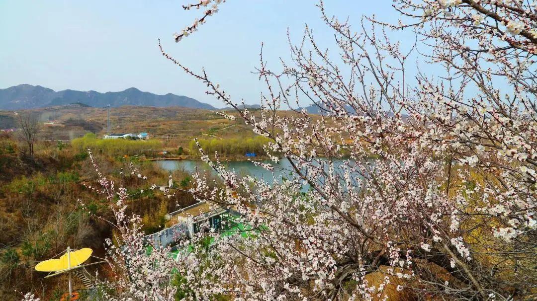 张家口市旅游安家沟景点介绍_西北旅游攻略及景点介绍_赏花时节旅游景点介绍