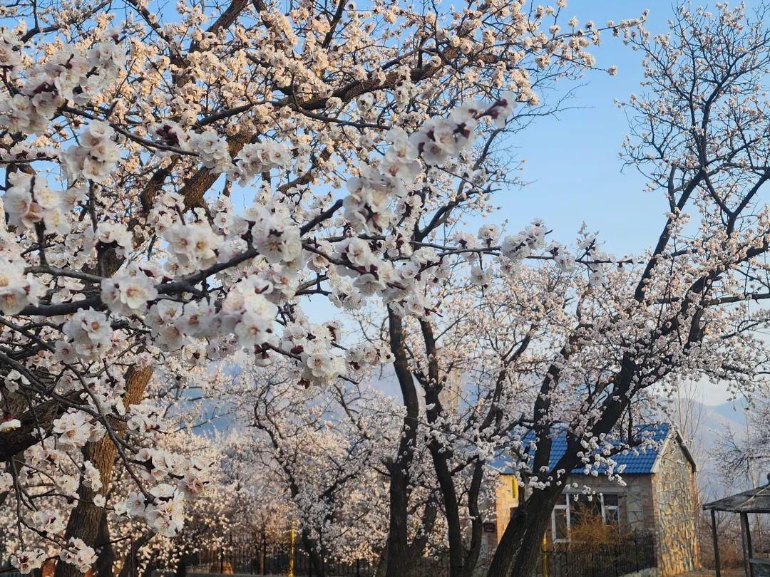 西北旅游攻略及景点介绍_赏花时节旅游景点介绍_张家口市旅游安家沟景点介绍