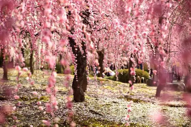 适合情侣旅游的国内景点江苏_江苏情侣旅游景点排行_江苏情侣夏季旅游