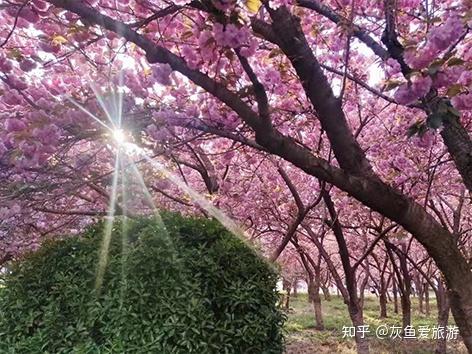 日照景点免费旅游市场分析_日照旅游免费景点大全_日照市免费的旅游景点