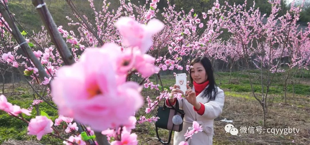 云阳旅游攻略_云阳旅游攻略自由行_云阳景色旅游线路