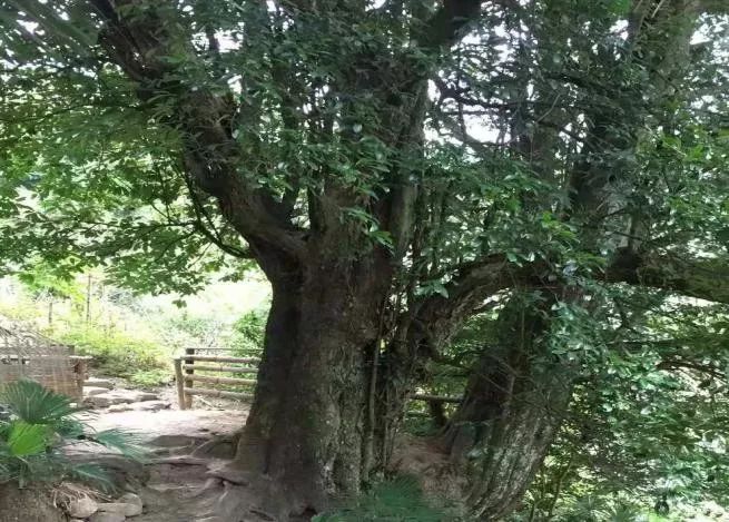 修水县旅游景区_修水县旅游景点_江西修水旅游景点大全