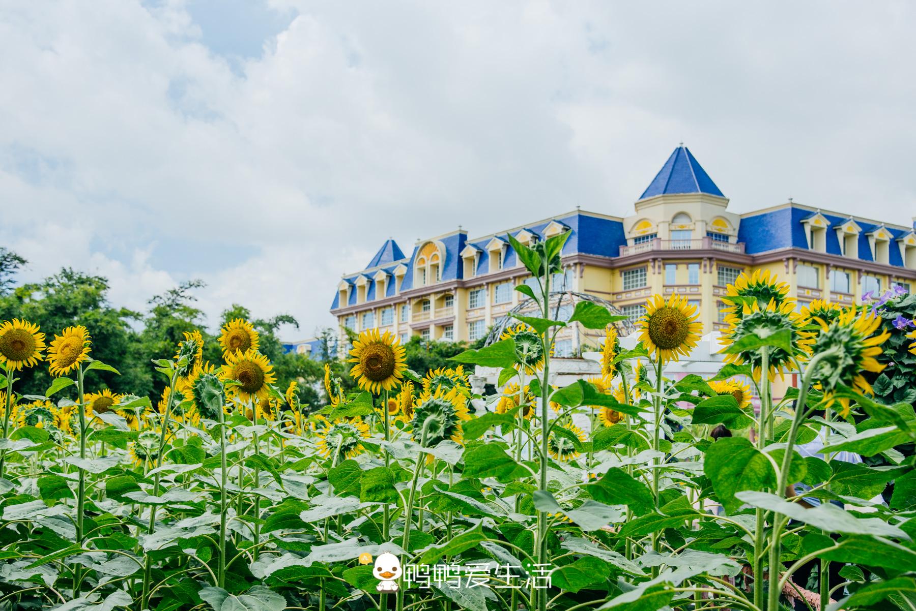 广州旅游南沙必去十大景点_广州南沙旅游景点推荐_广州南沙旅游区景点